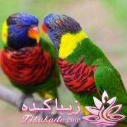 پرندگان زیبا